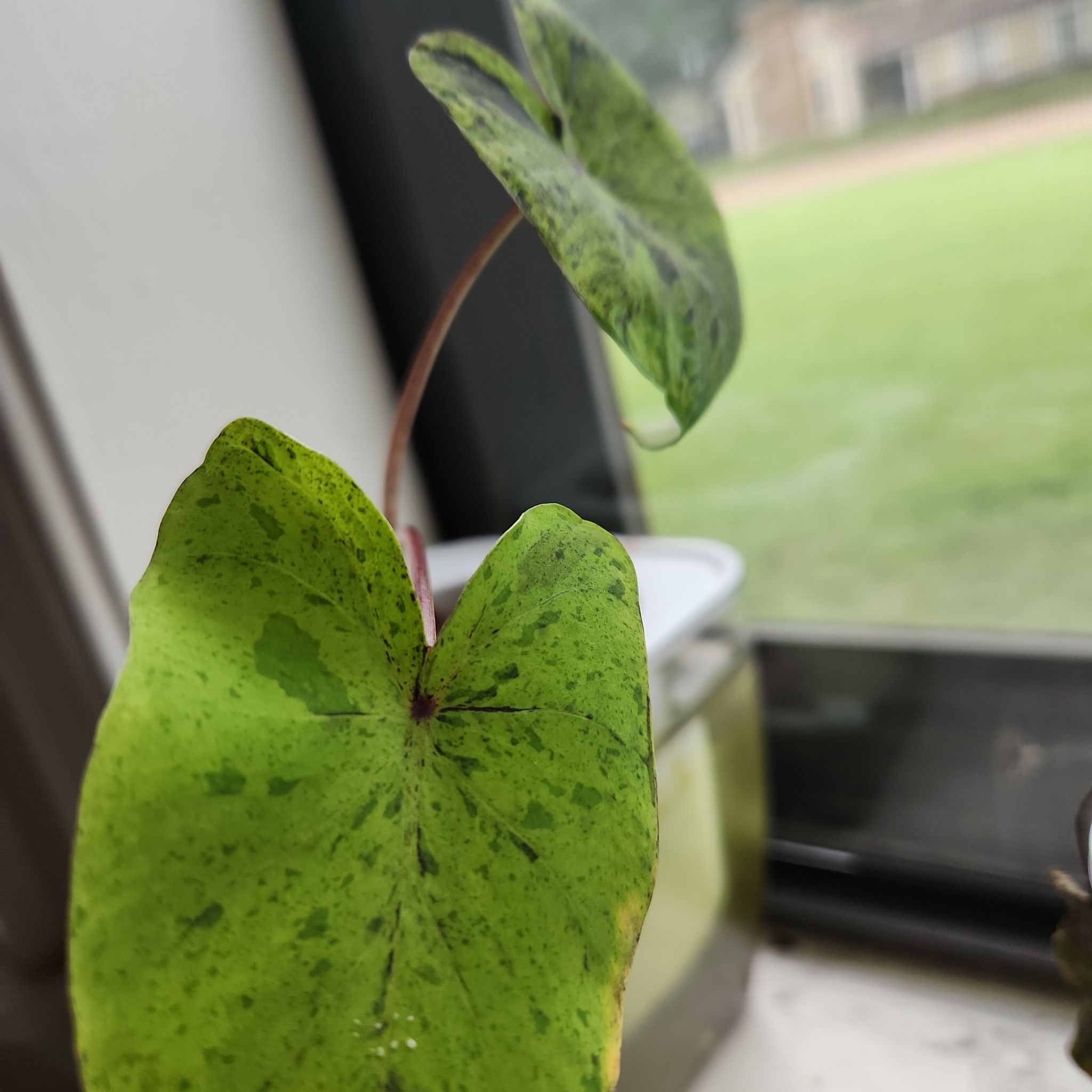 Taro 'Mojito' plant with two green leaves and dark spots near a window.