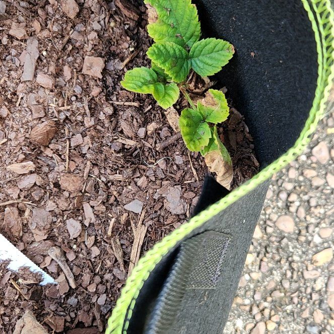 Photo of the plant species Marionberry by @YokeSuncup named Kobe on Greg, the plant care app