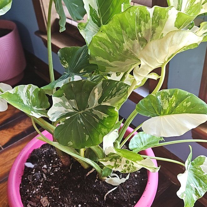 Photo of the plant species Alocasia Dawn by @YokeSuncup named Sigmund on Greg, the plant care app