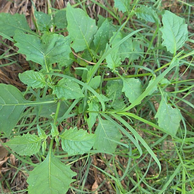 Photo of the plant species Cutleaf Groundcherry by @YokeSuncup named Baesil on Greg, the plant care app