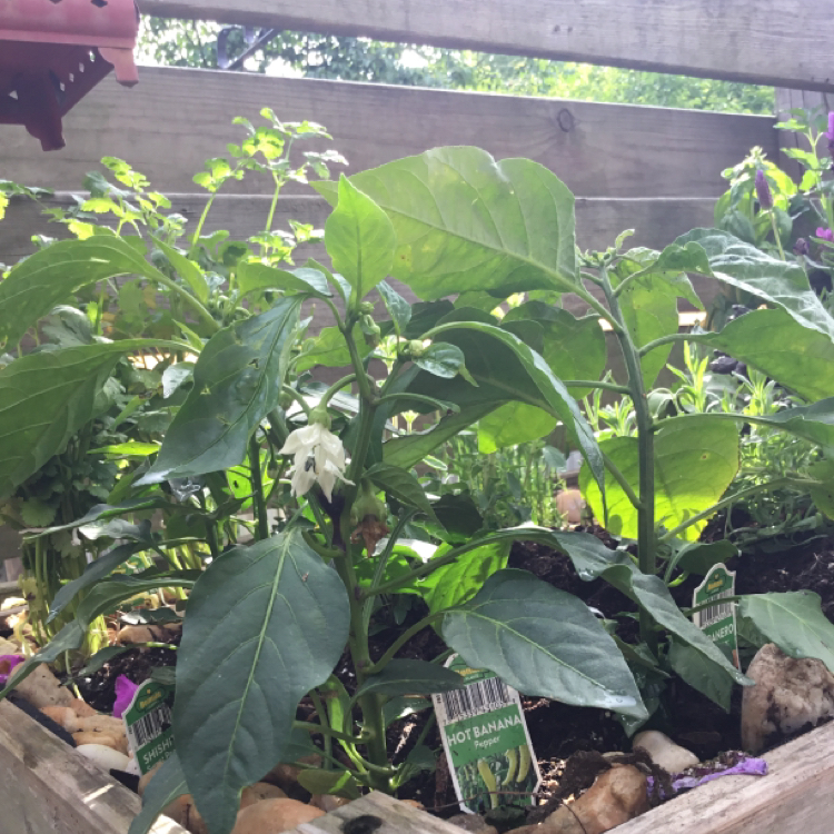 Photo of the plant species Hot Banana Pepper by @StockyScallions named Rosa on Greg, the plant care app