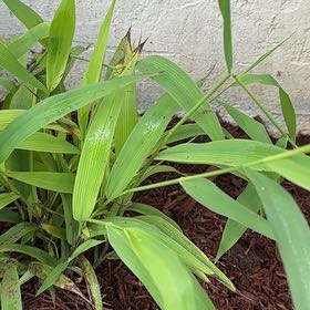 Photo of the plant species Woodland Oats by @StockyScallions named Grasses(2)-Sunflower Bed SIDE on Greg, the plant care app