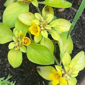 Photo of the plant species Creeping Jenny Midnight Sun by @StockyScallions named Wakiki Sunset(2)-RUST Box on Greg, the plant care app