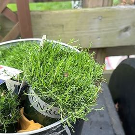Photo of the plant species Irish Moss by @StockyScallions named Irish Moss on Greg, the plant care app