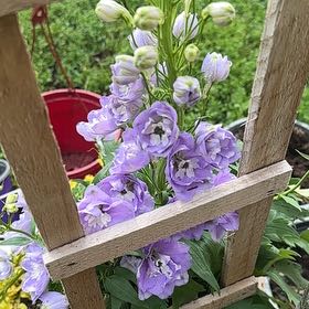 Photo of the plant species Delphinium 'Aurora Lavender' by @StockyScallions named LAVENDER-Off-Deck Pot on Greg, the plant care app