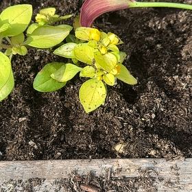 Photo of the plant species Creeping Jenny Midnight Sun by @StockyScallions named JENNYs(2)-Back Deck SQUAREs on Greg, the plant care app