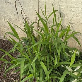Photo of the plant species Egyptian Grass by @StockyScallions named EGYPTIAN Grass-Side BED on Greg, the plant care app