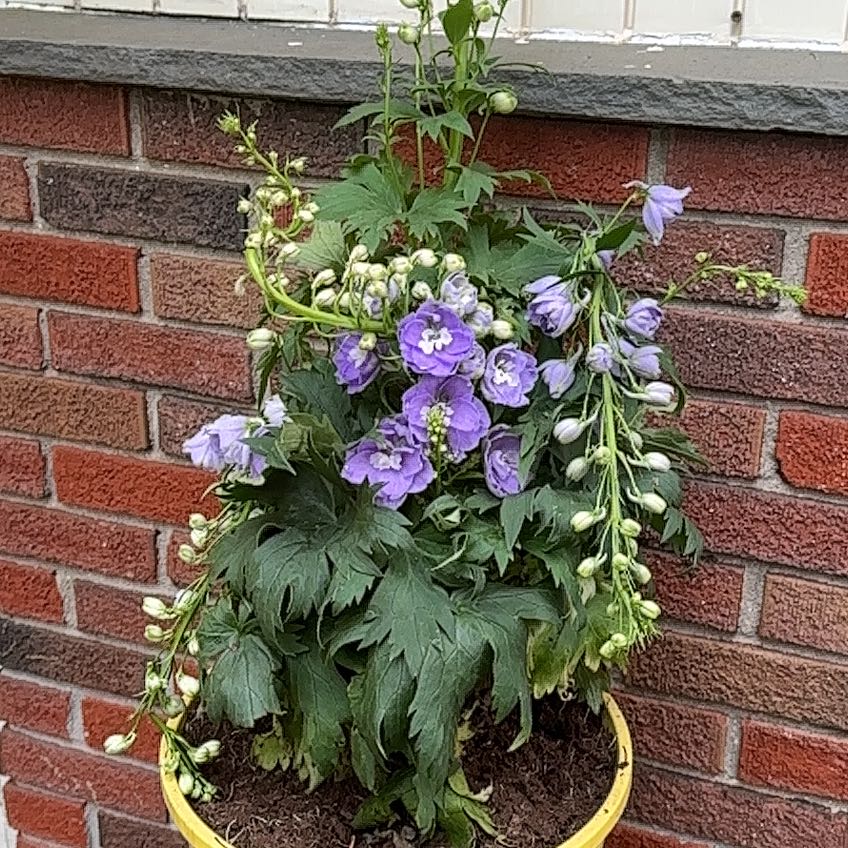 Photo of the plant species Delphinium elatum subsp. helveticum by @StockyScallions named AURORA Lavender-Front Side POT on Greg, the plant care app