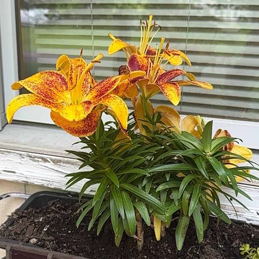 Photo of the plant species Lilium 'Tiny Parrot' by @StockyScallions named Asiatic Lily-FRONT Sill Box RIGHT on Greg, the plant care app