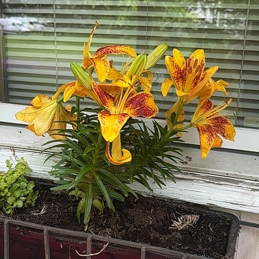 Photo of the plant species Lilium 'Tiny Parrot' by @StockyScallions named Asiatic Liliy-FRONT Sill Box Left on Greg, the plant care app