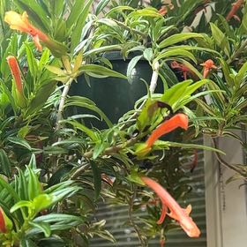 Photo of the plant species Orange Lipstick Plant by @StockyScallions named Lipstick-Front center on Greg, the plant care app