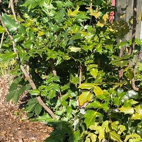 Photo of the plant species Beale's Mahonia by @GoodWandmullein named Orwell on Greg, the plant care app