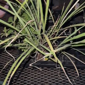 Photo of the plant species Lemon Grass by @DandyWeed named Lemón on Greg, the plant care app
