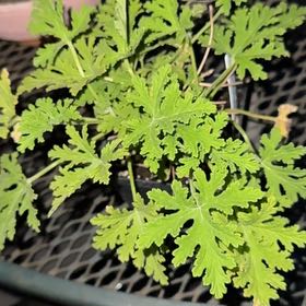 Photo of the plant species Citronella (anti-mosquito plant) by @DandyWeed named Mando on Greg, the plant care app