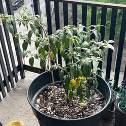 Serrano Pepper plant