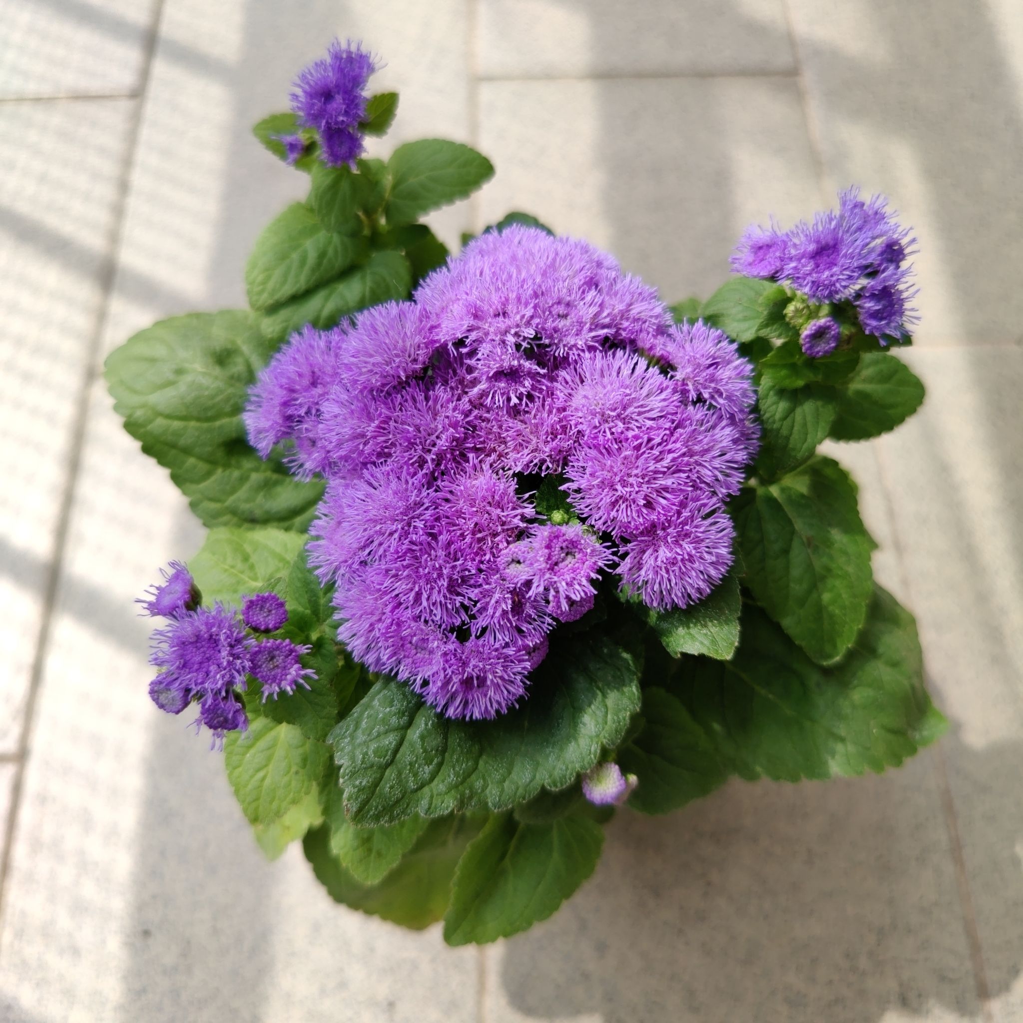 Blue Billygoat Weed plant with vibrant purple flowers and healthy green leaves.