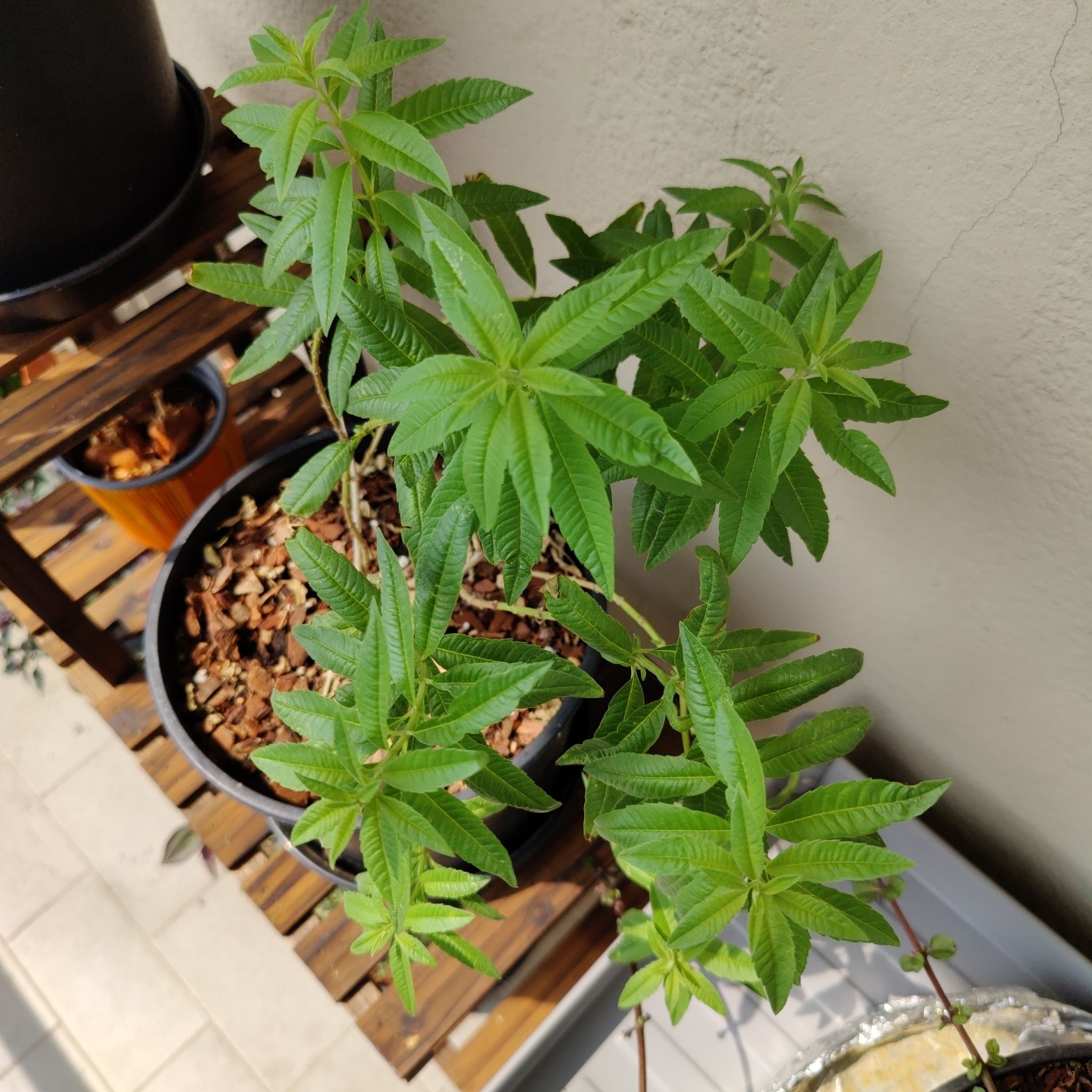 Lemon verbena plant in a pot with vibrant green leaves and mulch-covered soil.