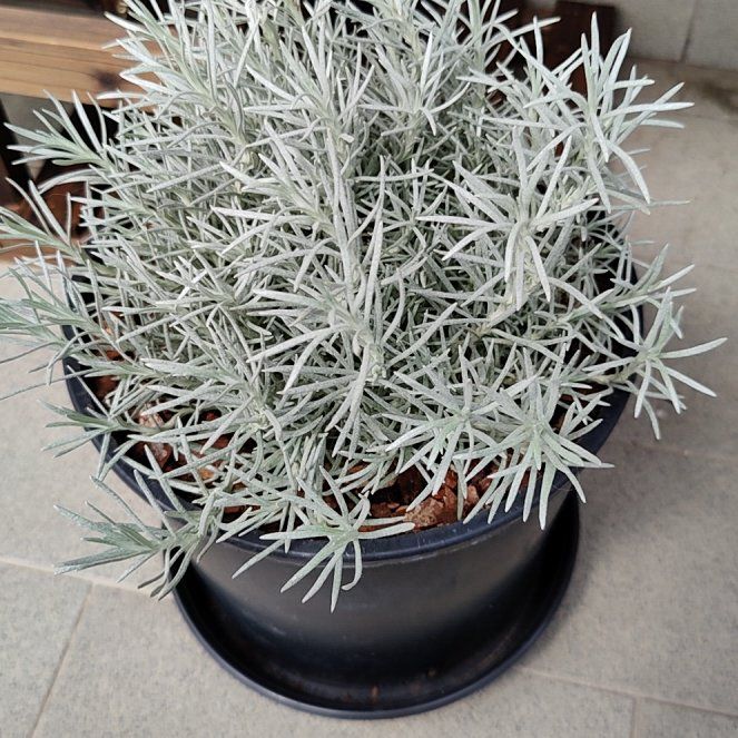 Italian Strawflower uploaded to the Greg plant app by @ShyPassiflora