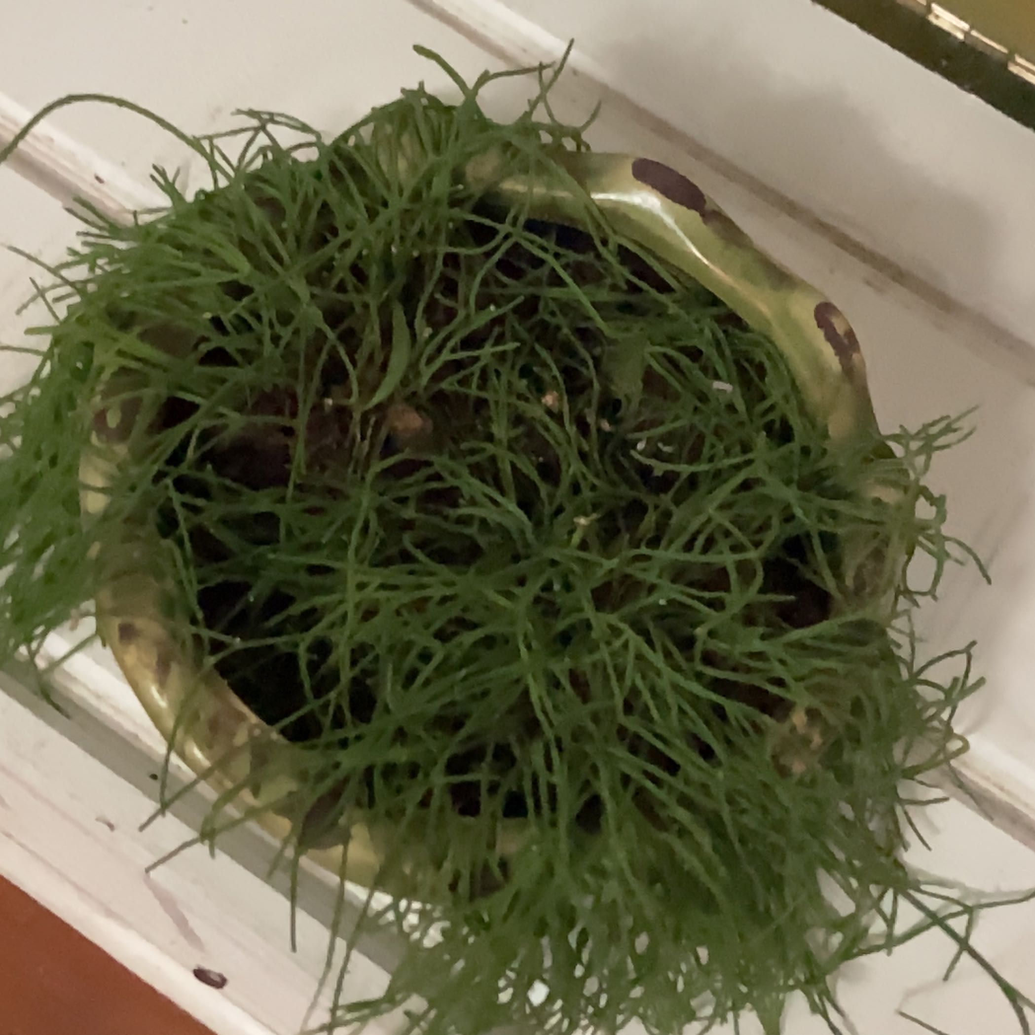 Potted Dog Fennel plant with thin, green, needle-like leaves.