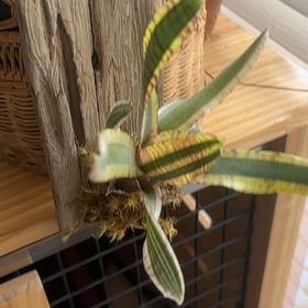 Photo of the plant species Bromeliad Neoregelia 'Donger' by @SnappyGreenice named Mazie on Greg, the plant care app