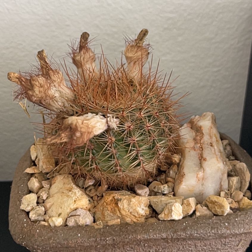 Parodia x erubescens cactus with browning stems in a rocky soil pot.