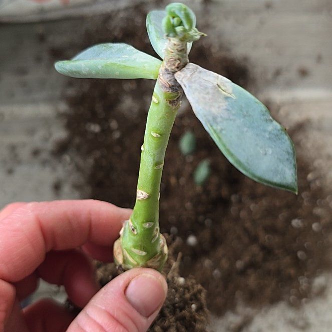 Photo of the plant species Pachyveria 'Blue Quartz' by @SaviorKonjac named Dolores on Greg, the plant care app