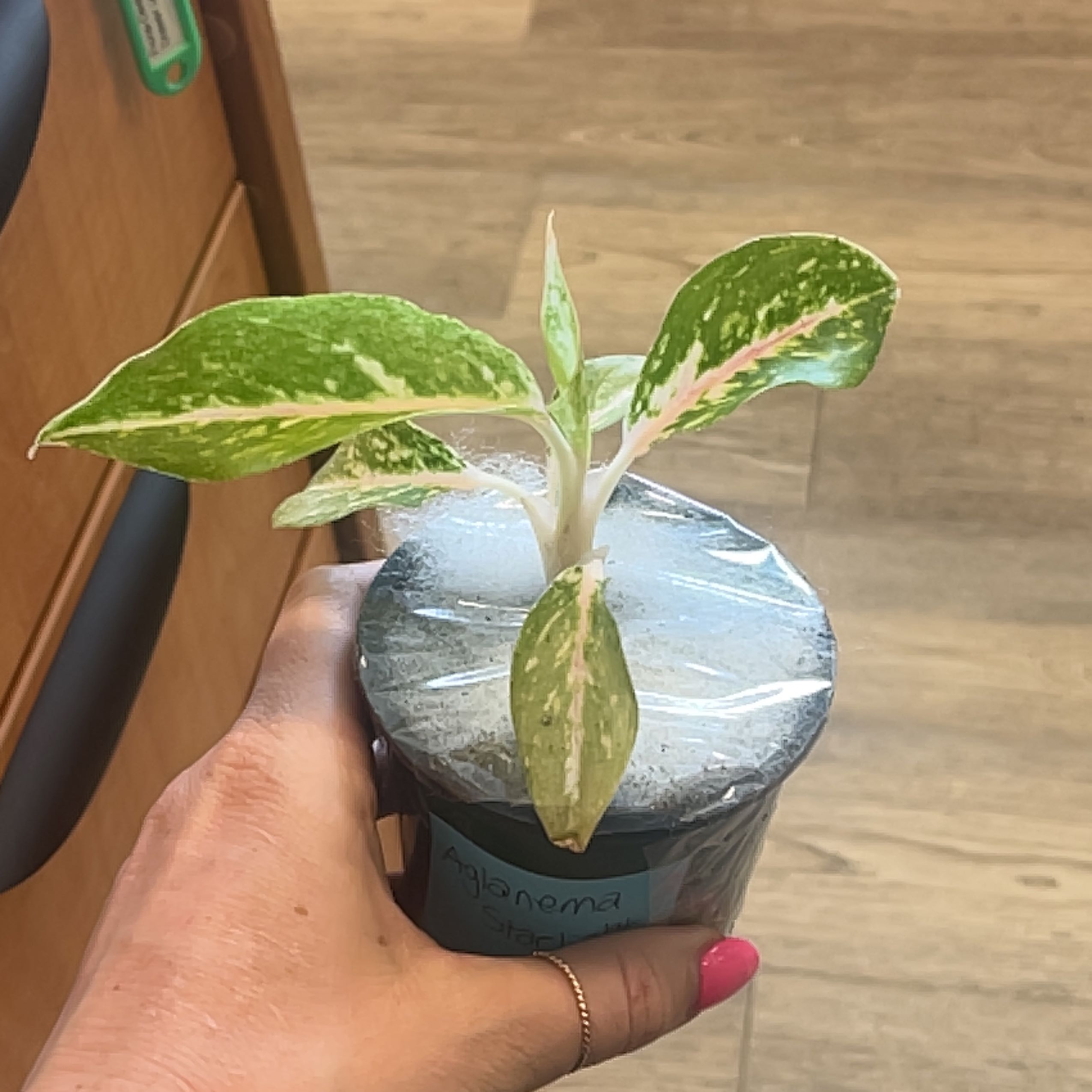 Photo of the plant species Aglaonema 'Spotted Star' by @MarvelLuckyred named Michelle Branch on Greg, the plant care app