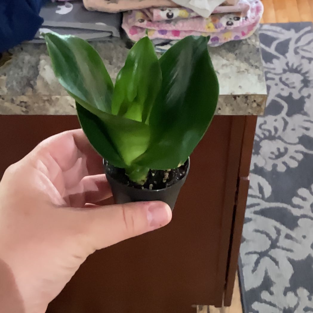 Photo of the plant species Snake Plant Dragon Wing by @TutorThemiller named Shakira on Greg, the plant care app