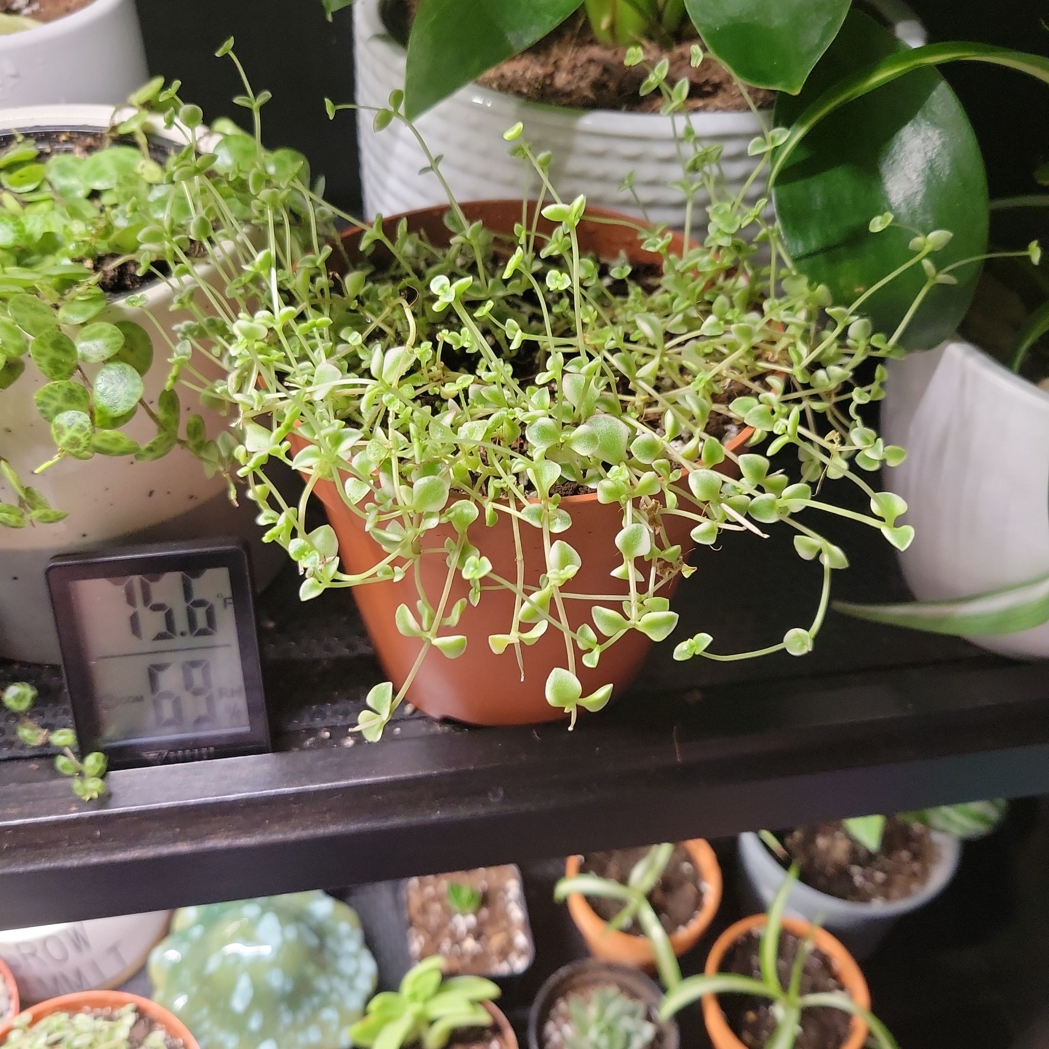 Potted Sedum 'Little Missy' plant with small green leaves, well-framed and in focus.