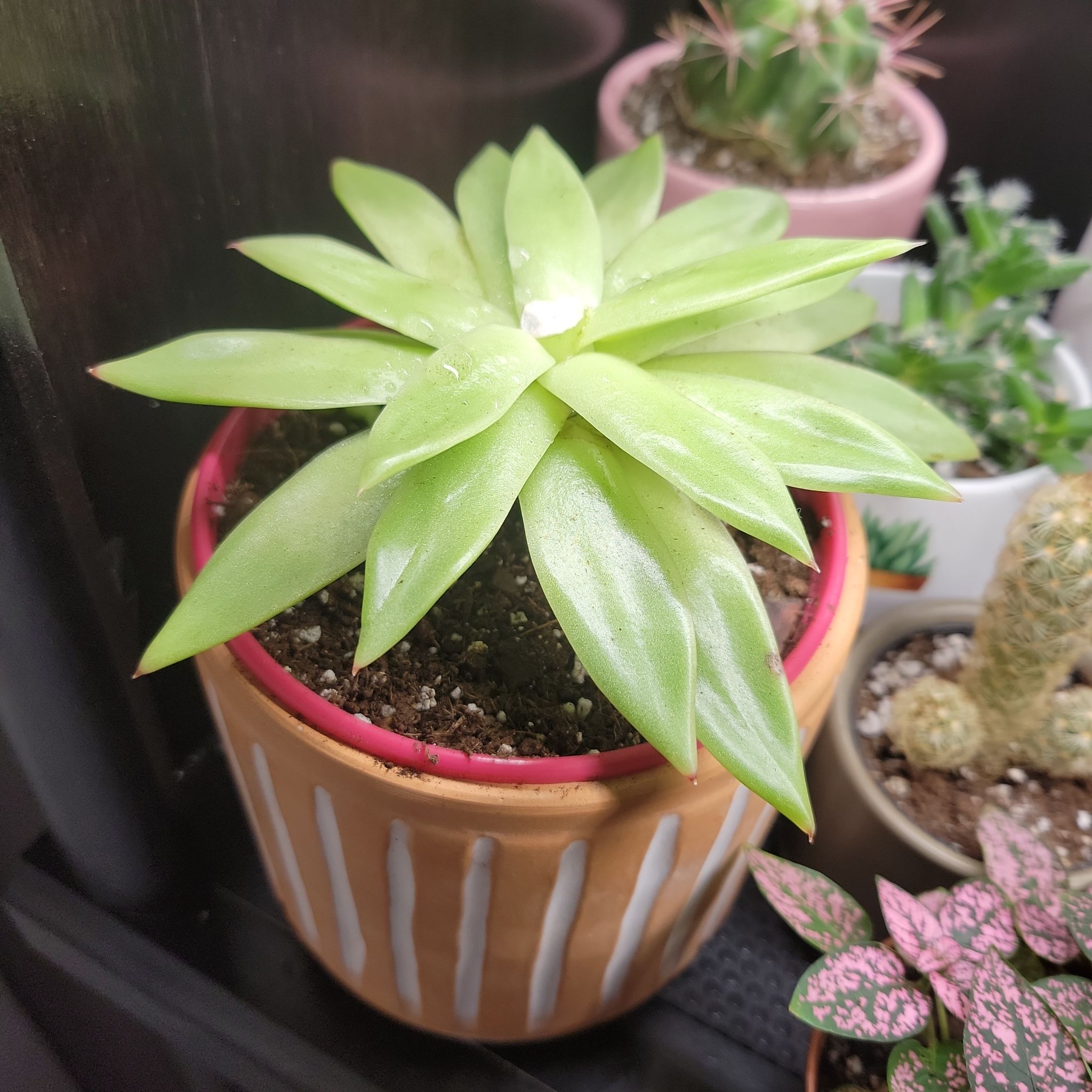Echeveria 'Pelusida' succulent in a pot with visible soil, surrounded by other plants.