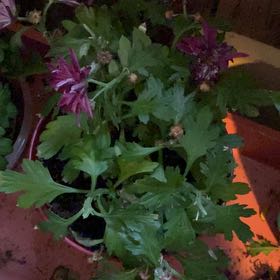 Photo of the plant species Mummenhoffia alliacea by @AthleticMint named Quitich on Greg, the plant care app
