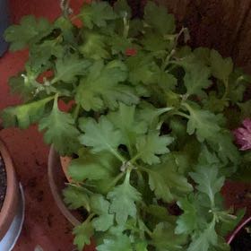 Photo of the plant species Mummenhoffia alliacea by @AthleticMint named Mulligan on Greg, the plant care app