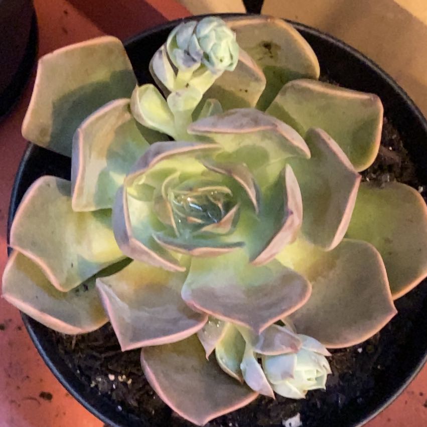Photo of the plant species Costa Brava Echeveria by @AthleticMint named Dante on Greg, the plant care app