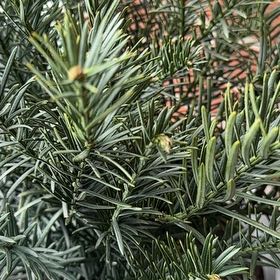 Plant care for Florida Yew on Greg, the plant care app