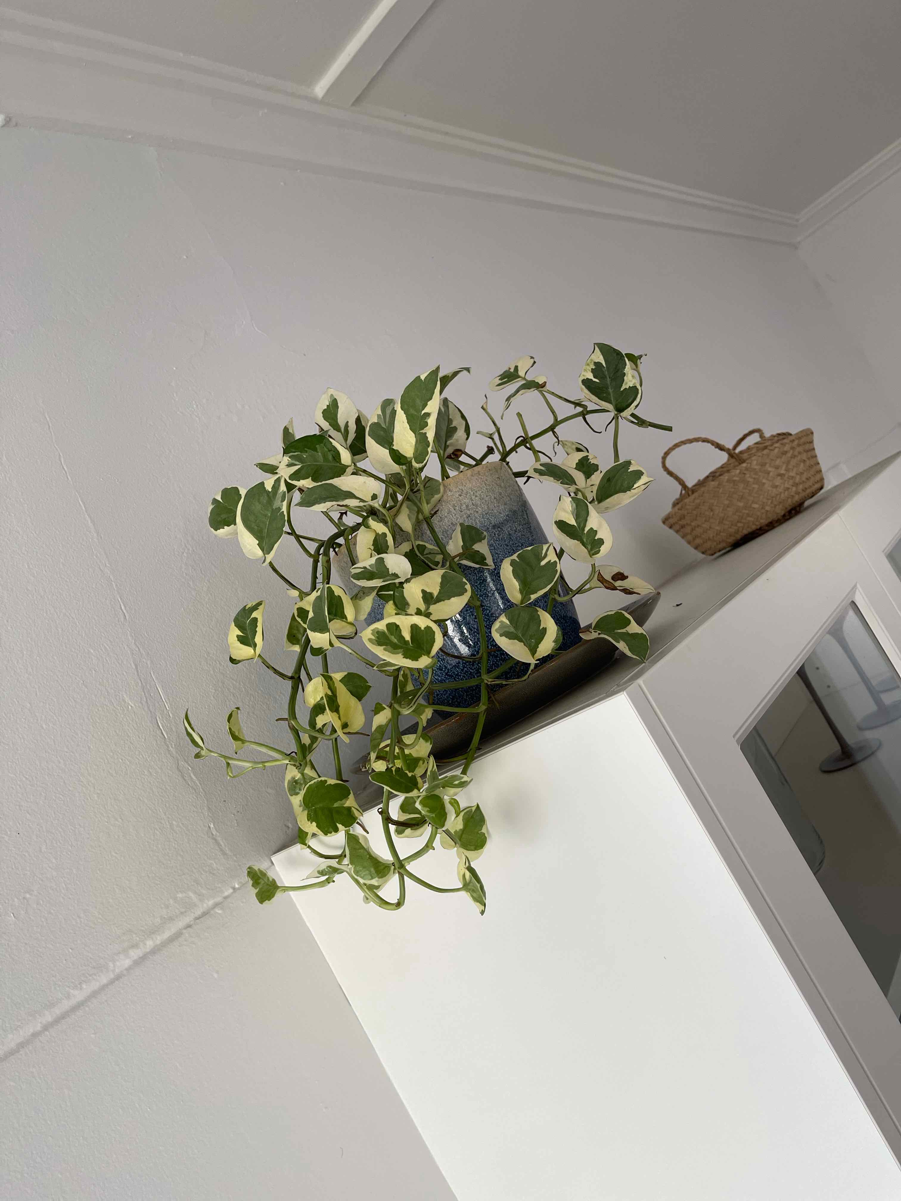 Pothos N' Joy plant with variegated leaves on a high shelf.