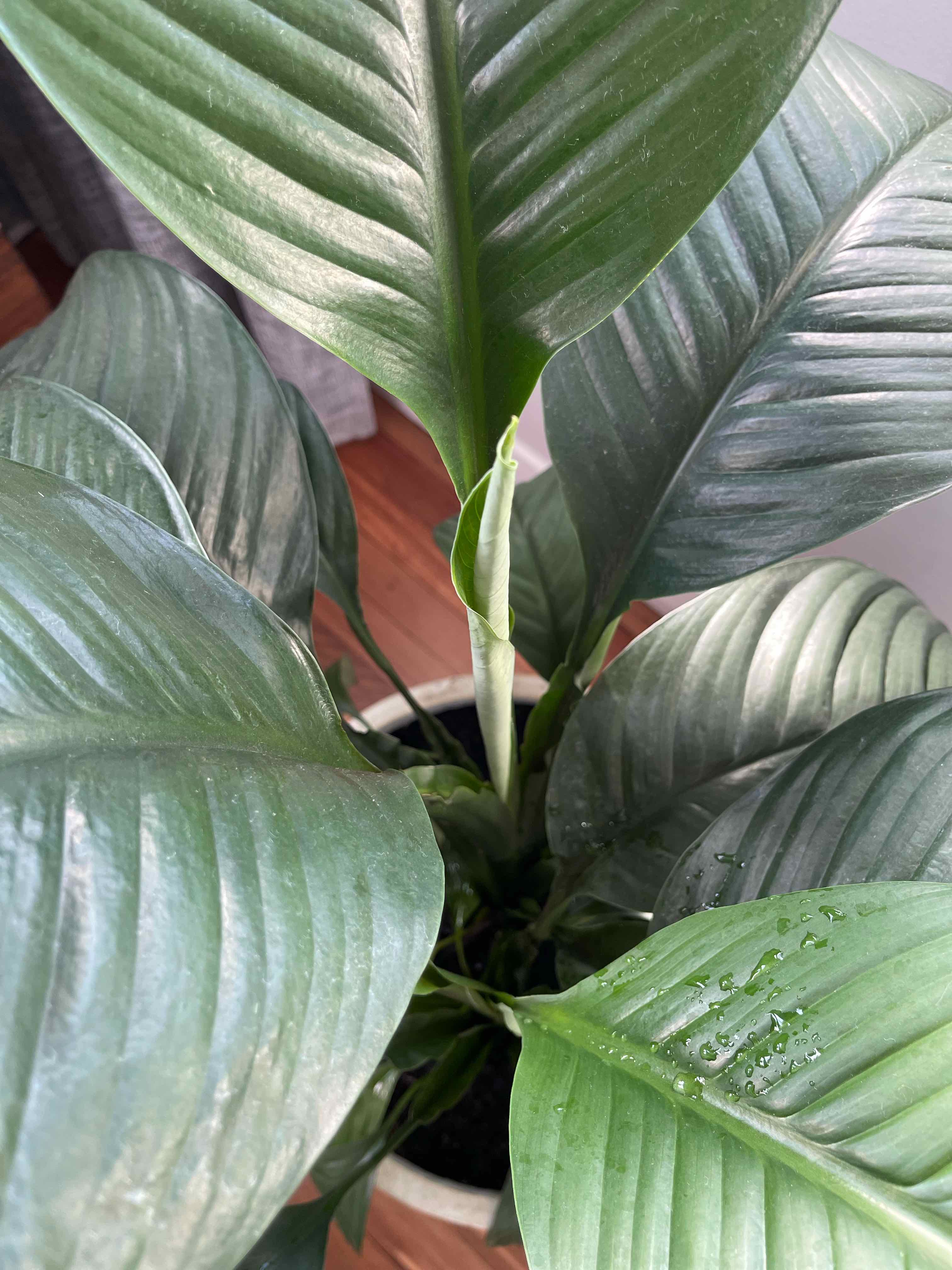 Sensation Peace Lily with large, glossy green leaves, appearing healthy.