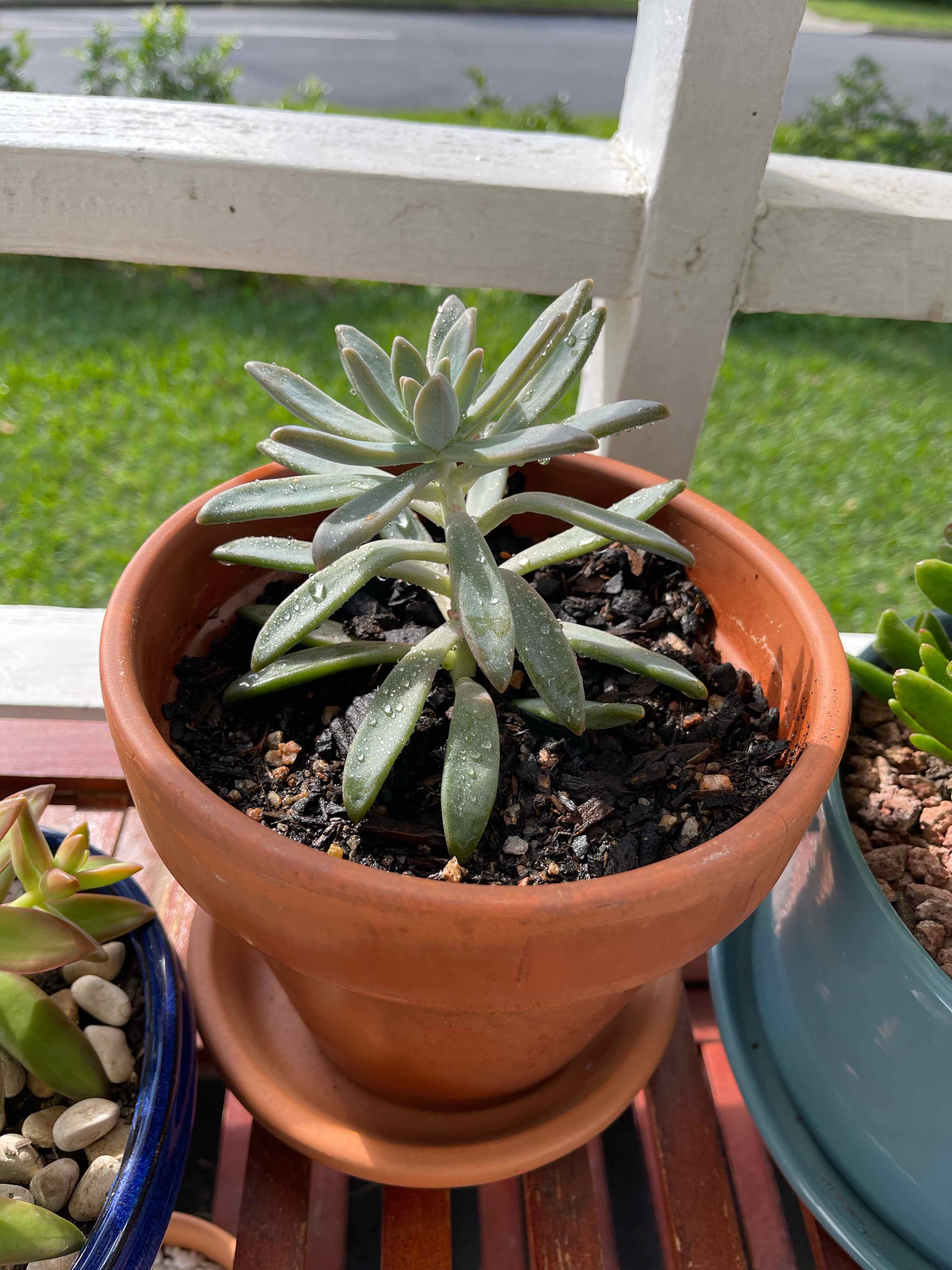 Graptosedum 'Darley Sunshine' plant in a terracotta pot, healthy and well-framed.