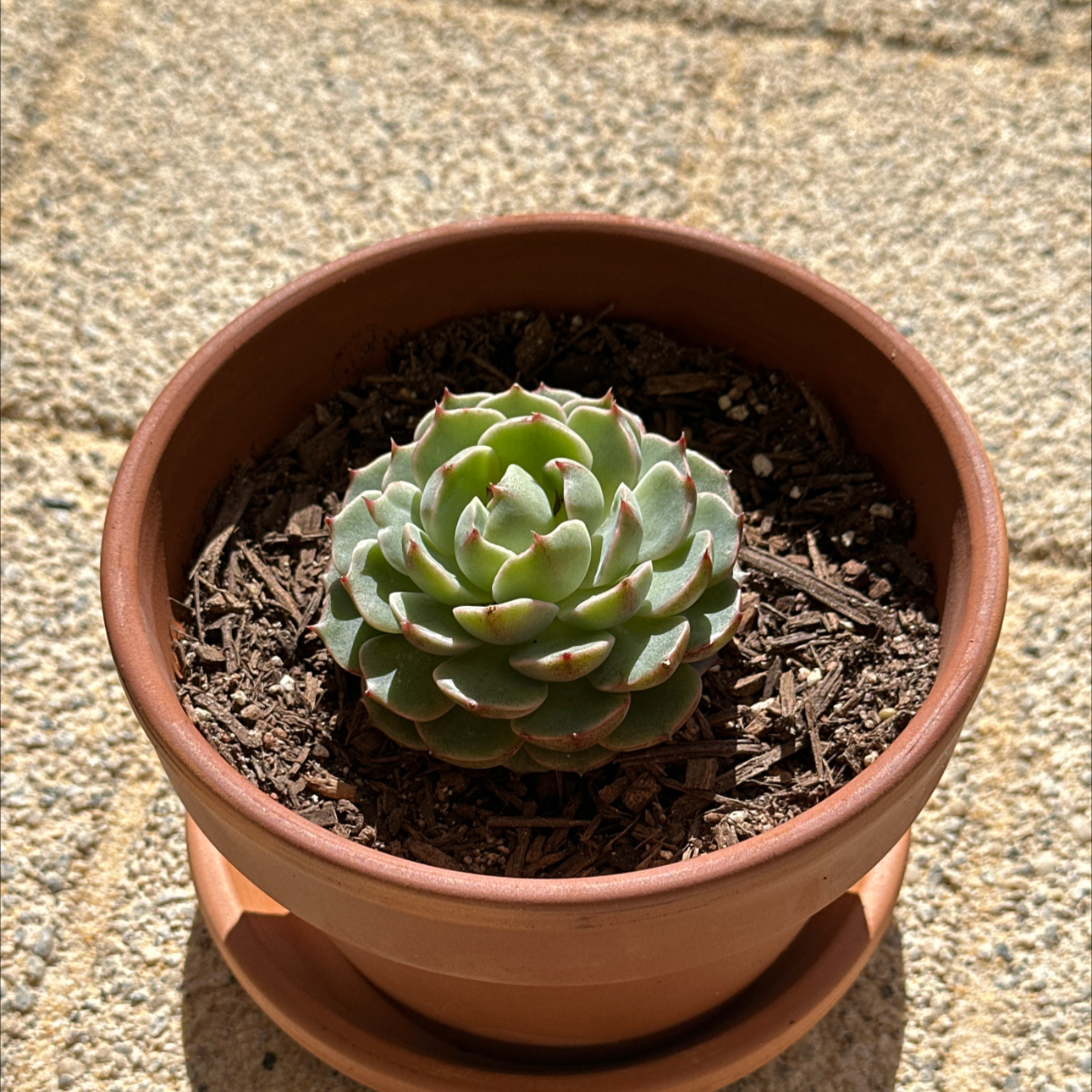 Photo of the plant species Ben Badis Echeveria by @RicardoNP named E. Ben Badis on Greg, the plant care app