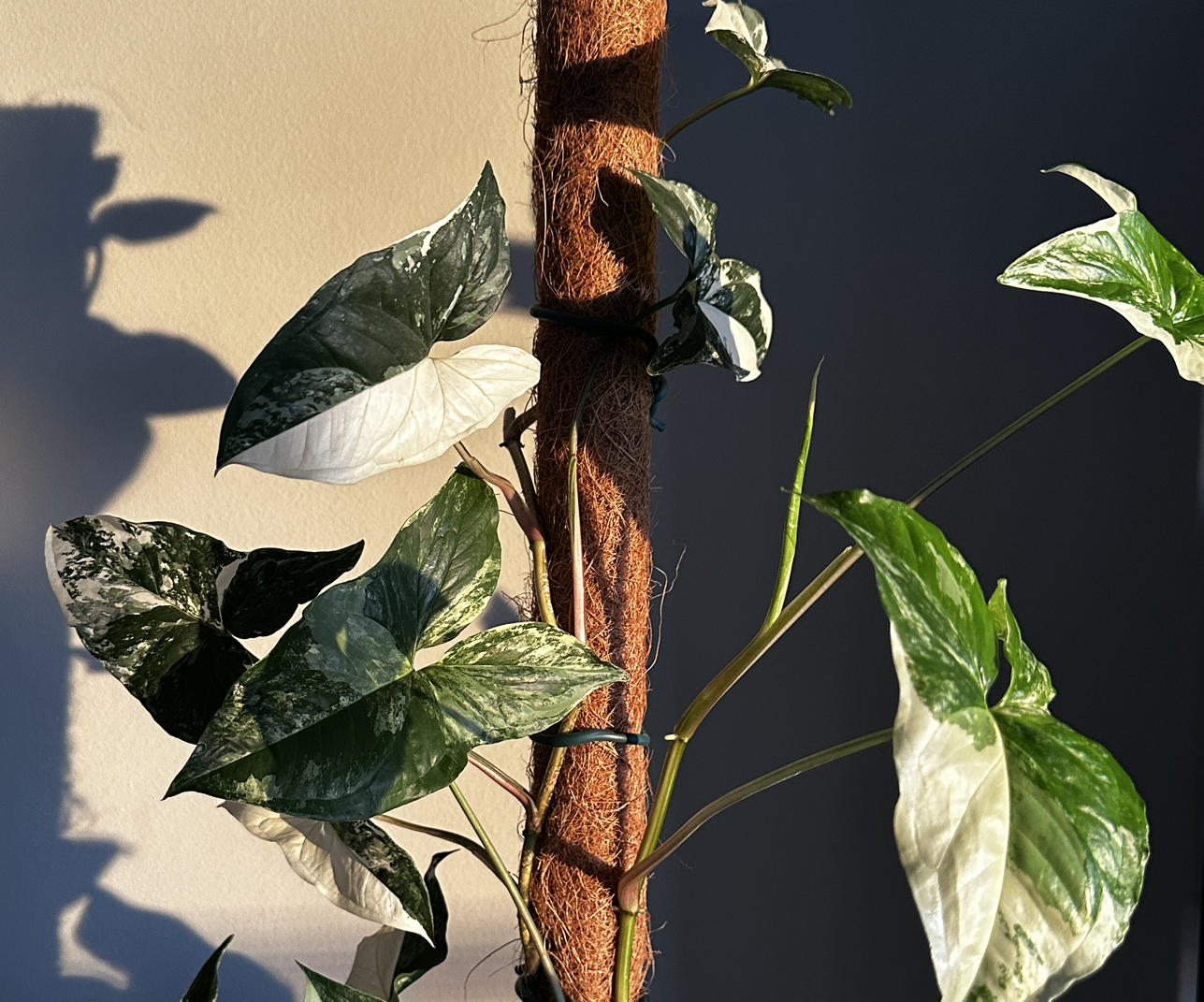 Photo of the plant species Syngonium Fantasy by @RicardoNP named Sol on Greg, the plant care app