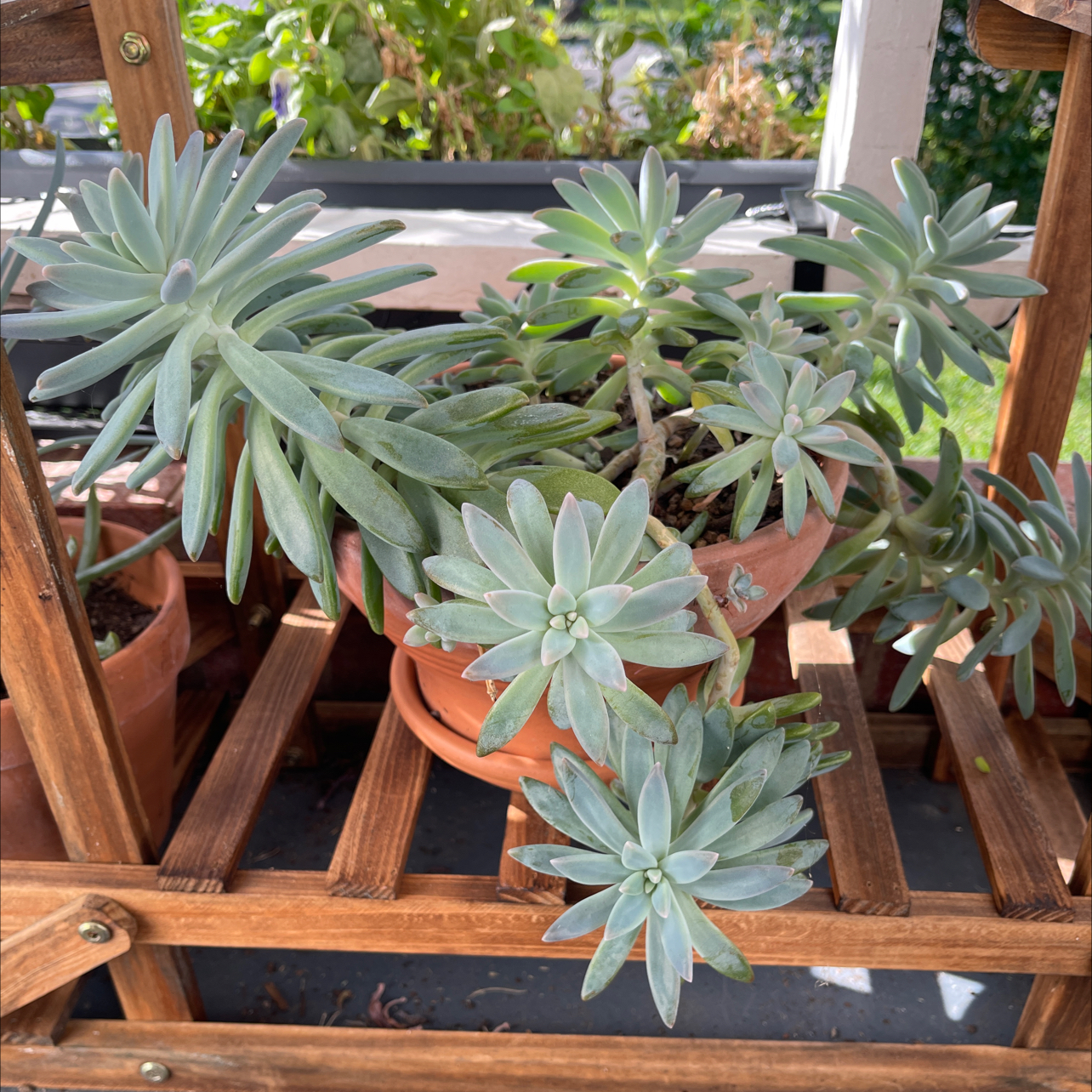 Graptosedum 'Darley Sunshine' plant in a terracotta pot on a wooden shelf.