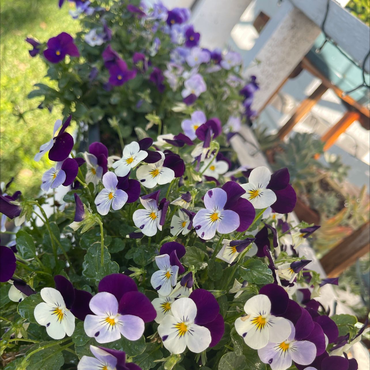Wild Pansy plant with vibrant purple and white flowers, well-maintained and healthy.