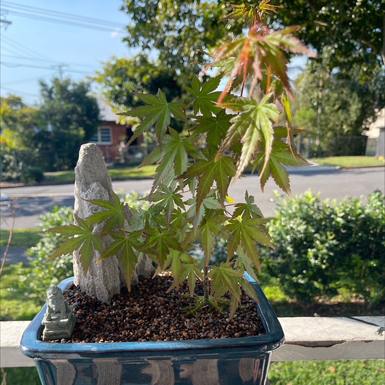 Why Are My Japanese Maple Leaves Droopy?