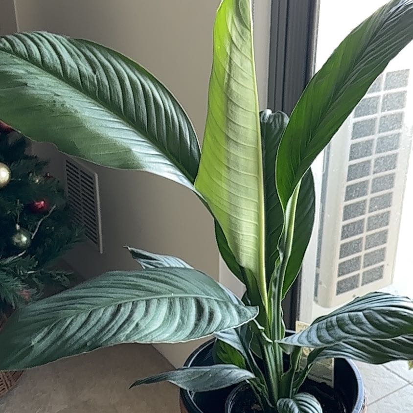 Healthy Sensation Peace Lily with large green leaves near a window.