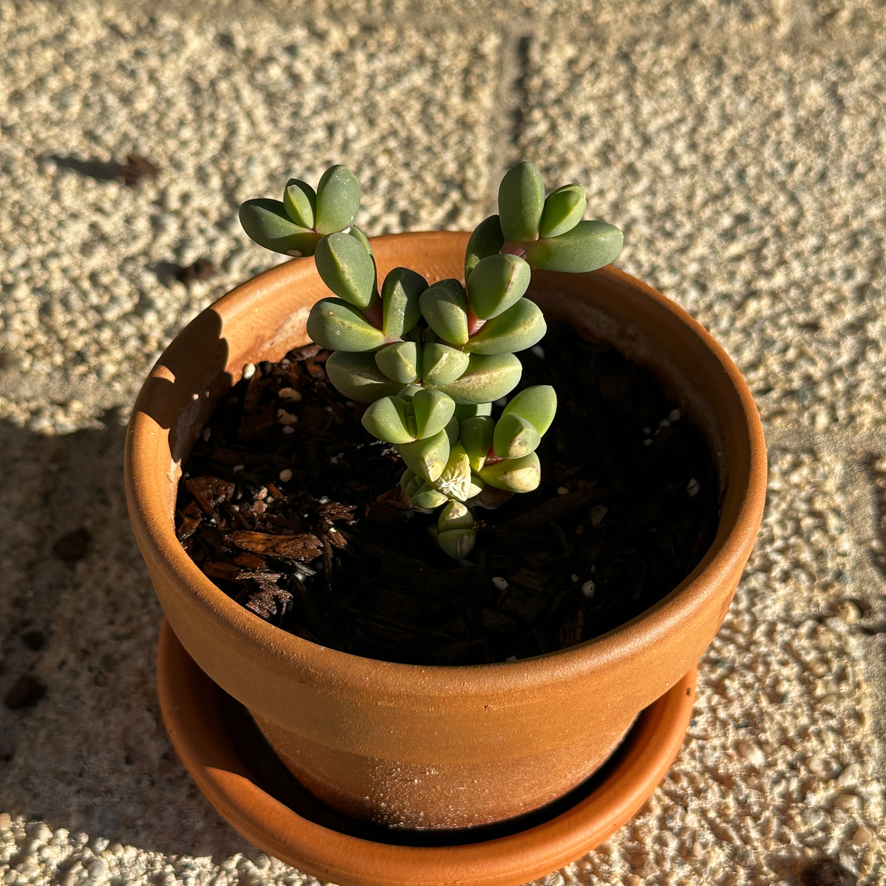 Photo of the plant species Astridia velutina by @RicardoNP named Astridia on Greg, the plant care app