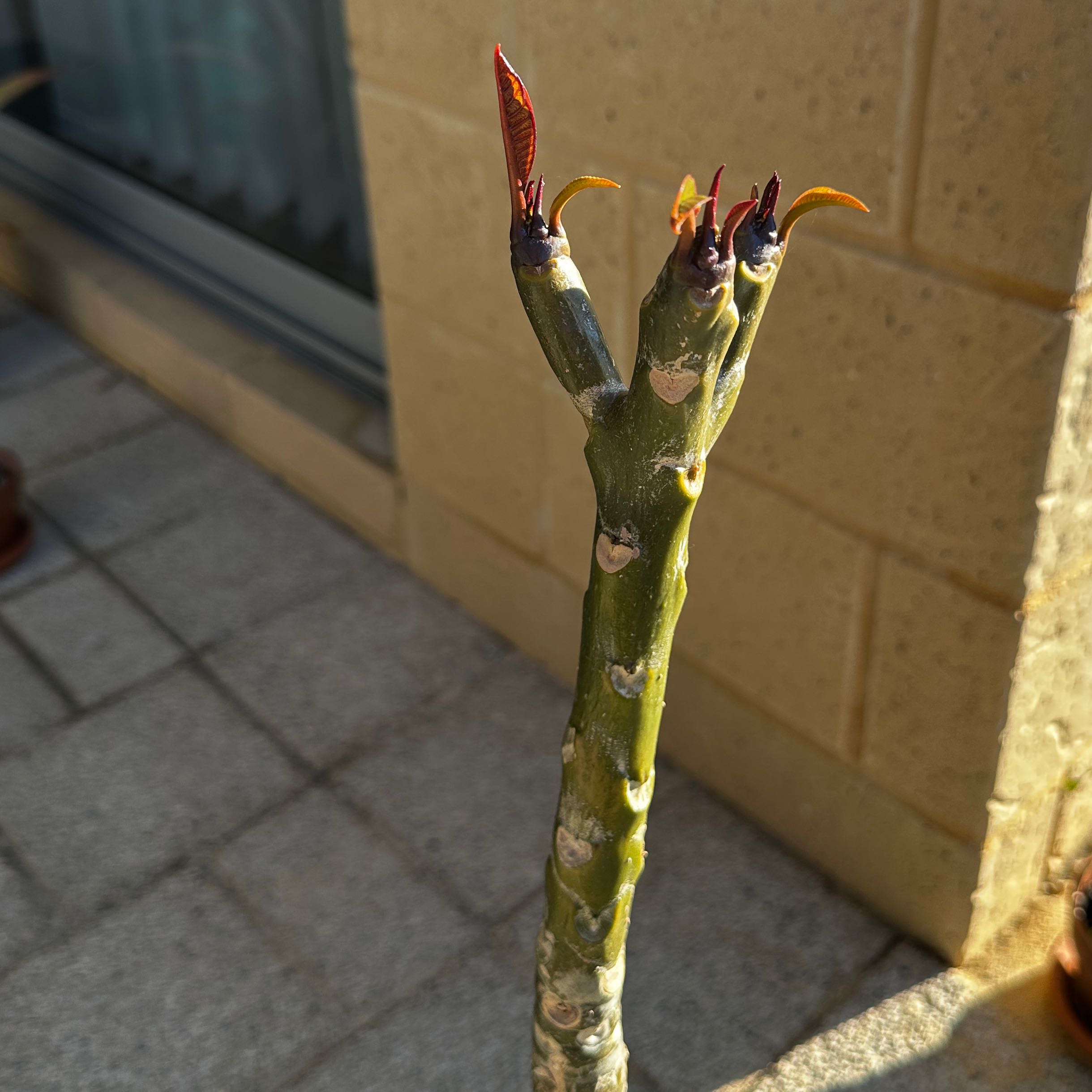 Photo of the plant species Frangipani by @RicardoNP named Frangi on Greg, the plant care app