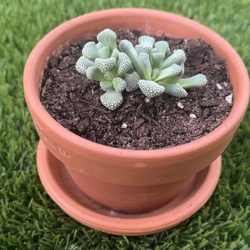 Photo of the plant species Titanopsis primosii by @RicardoNP named Titanopsis Primosii on Greg, the plant care app