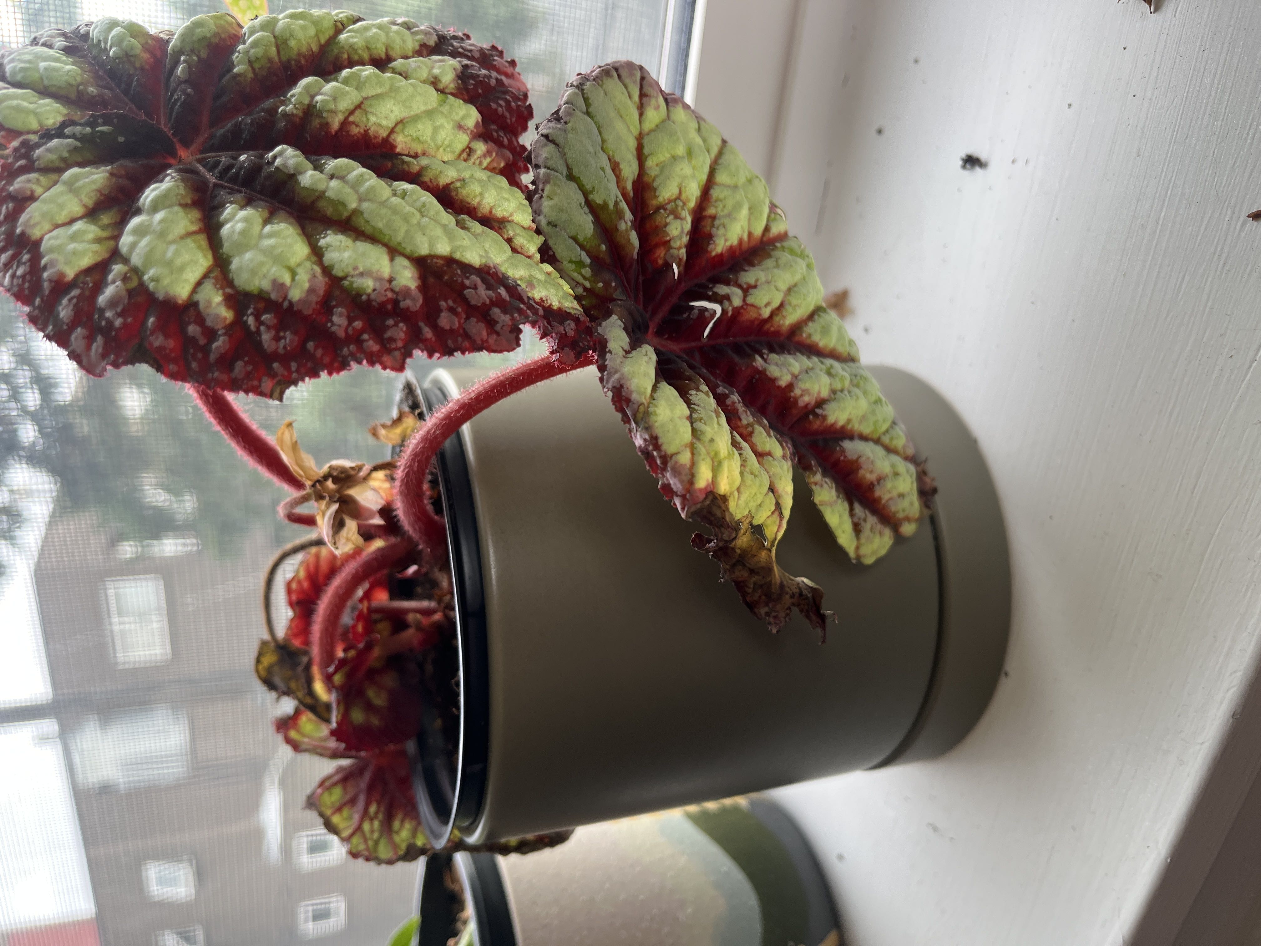 Photo from the post