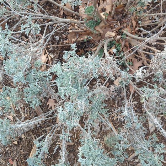 Photo of the plant species Sage Brush by @NeatTexassage named Madonna on Greg, the plant care app