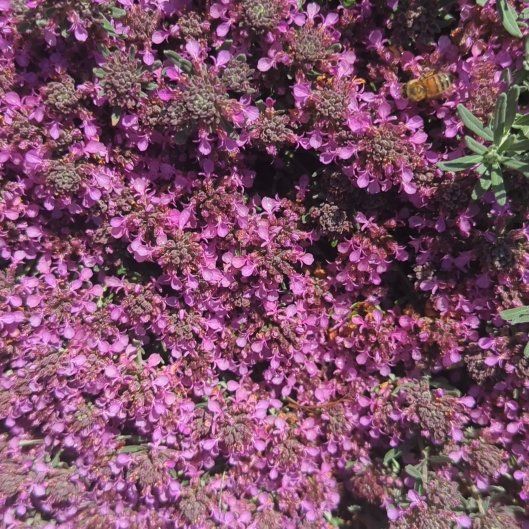 Photo of the plant species Scotch Heath by @NeatTexassage named Mando on Greg, the plant care app