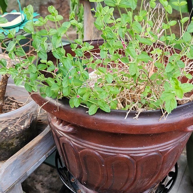 Photo of the plant species Hooded Skullcap by @FullRadish named Fernie Mercury on Greg, the plant care app